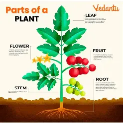 Plant Image